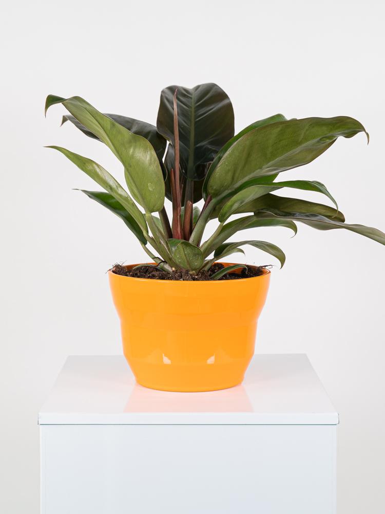 PHILODENDRON IMP. RED PO3026 ARANCIO LUCIDO POT.