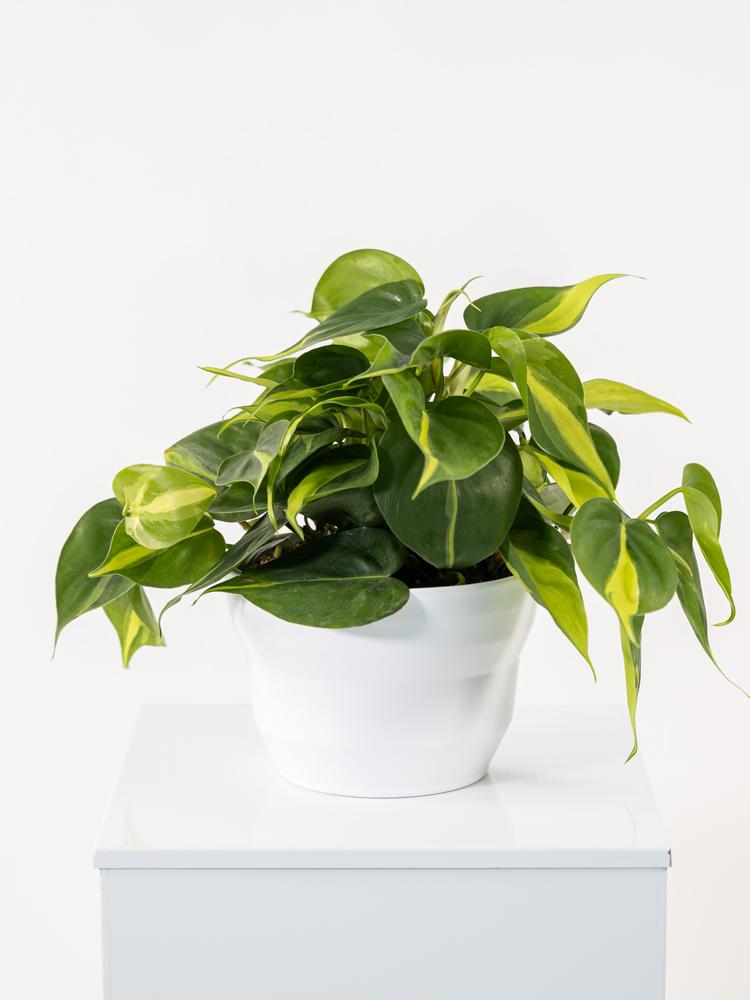 PHILODENDRON BRASIL PO1711 BIANCO OPACO POT.