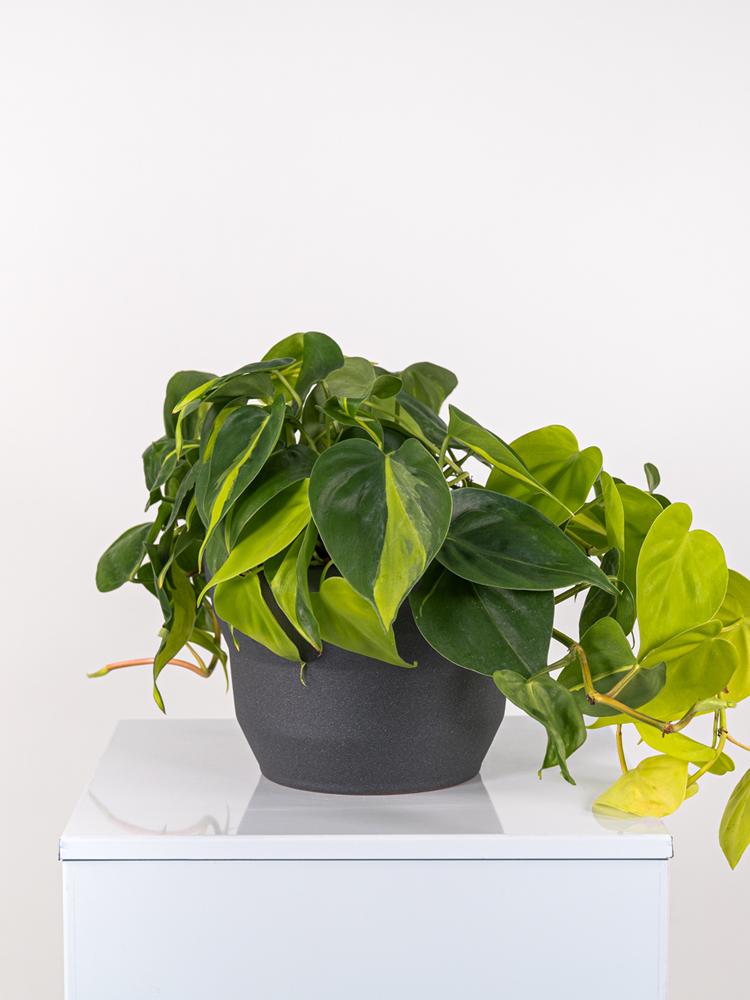 PHILODENDRON BRASIL PO2322 GRAFITE GLITTER POT.