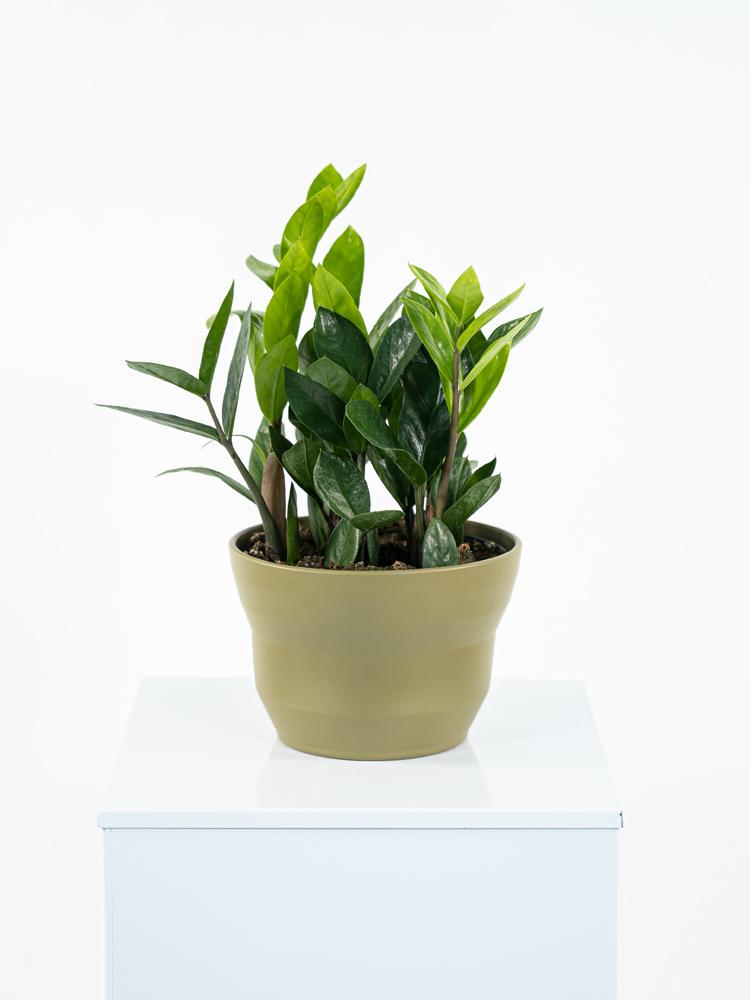 ZAMIOCULCAS PO1508 VERDE OLIVA OPACO POT.