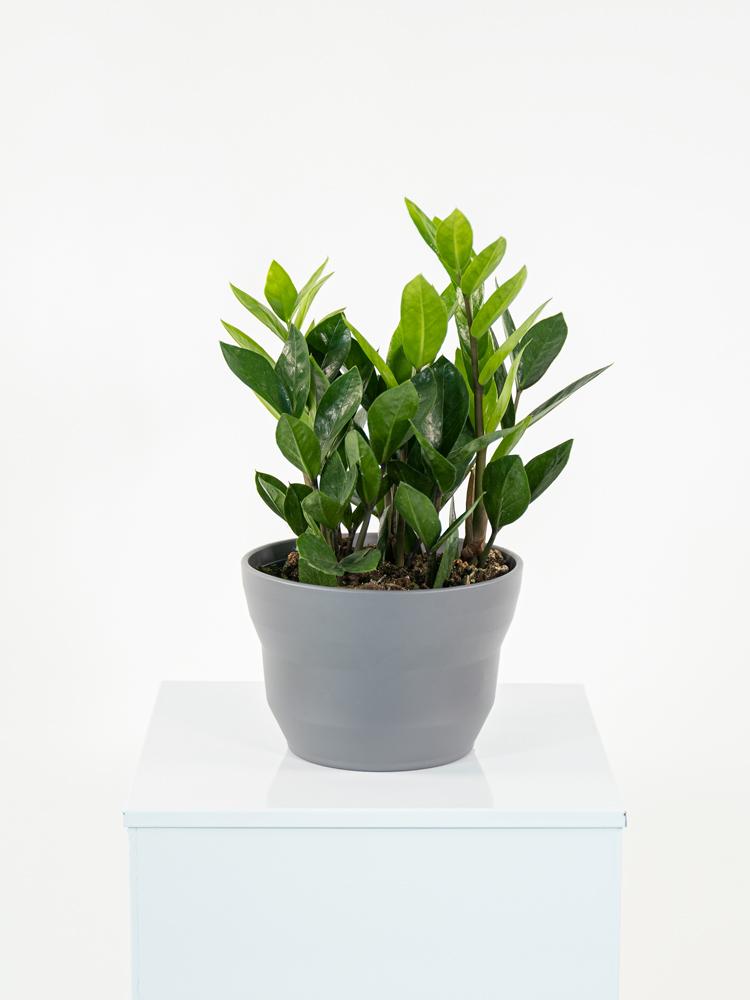 ZAMIOCULCAS PO1609 GRIGIO BASALTO OPACO POT.