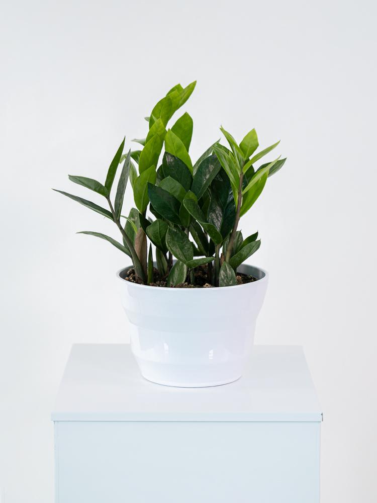 ZAMIOCULCAS PO1710 BIANCO LUCIDO POT.