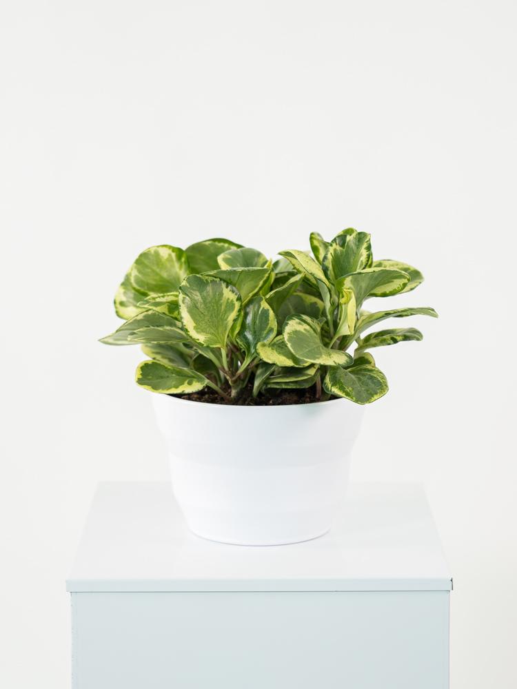 PEPEROMIA OBT. G. GATE PO1711 BIANCO OPACO POT.