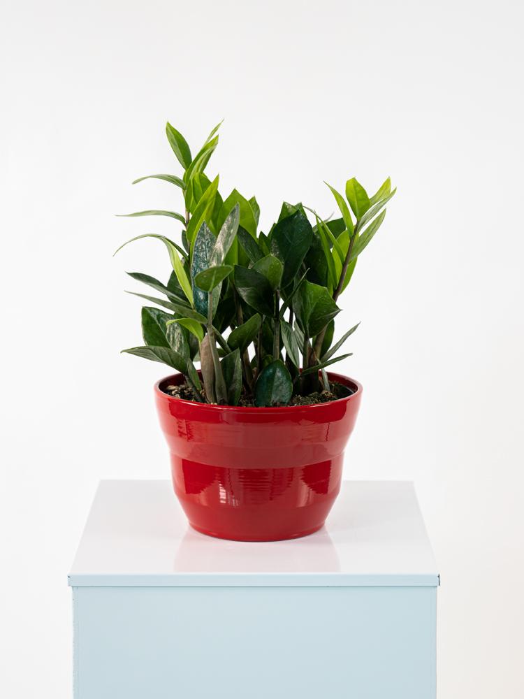 ZAMIOCULCAS PO2014 ROSSO LUCIDO POT.