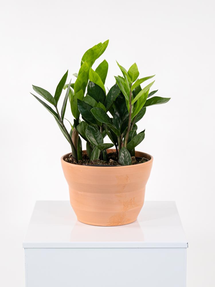 ZAMIOCULCAS PO0615 TERRACOTTA SIENA POT.