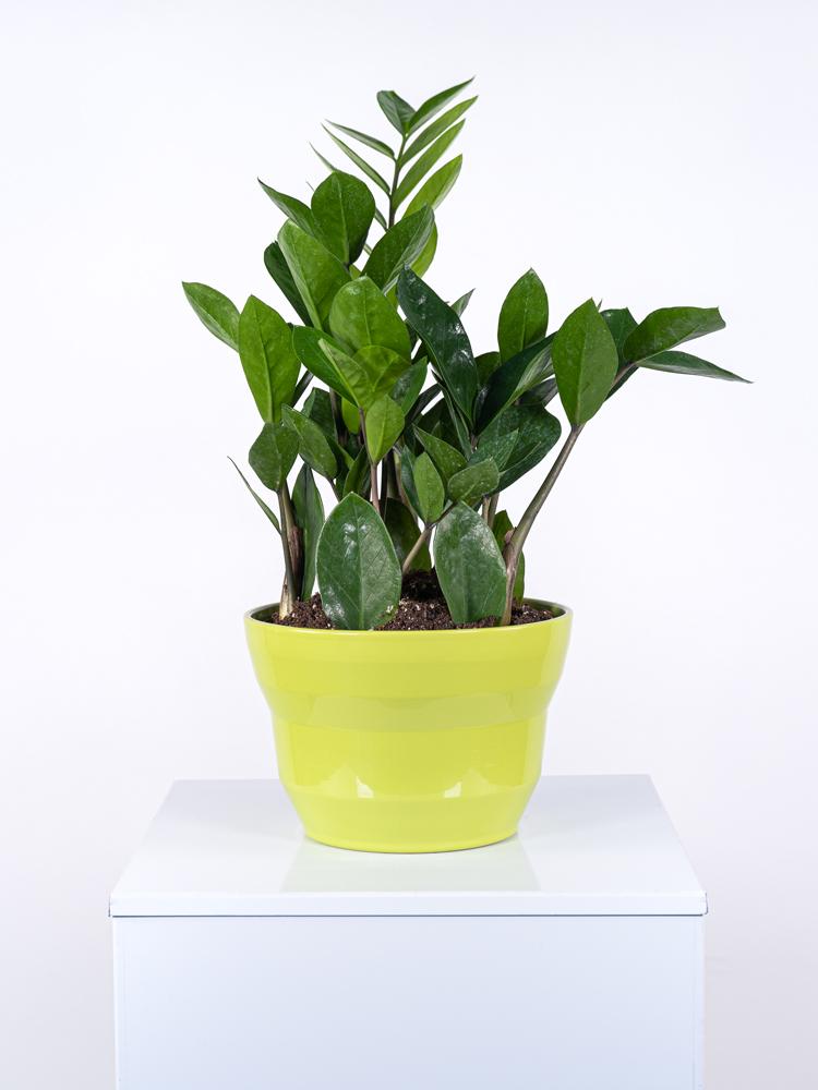 ZAMIOCULCAS PO2516 VERDE CHIARO LUCIDO POT.