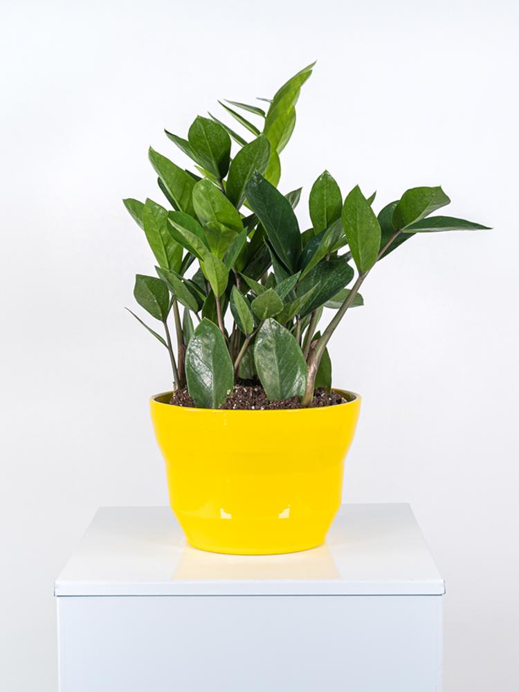 ZAMIOCULCAS PO2117 GIALLO LUCIDO POT.