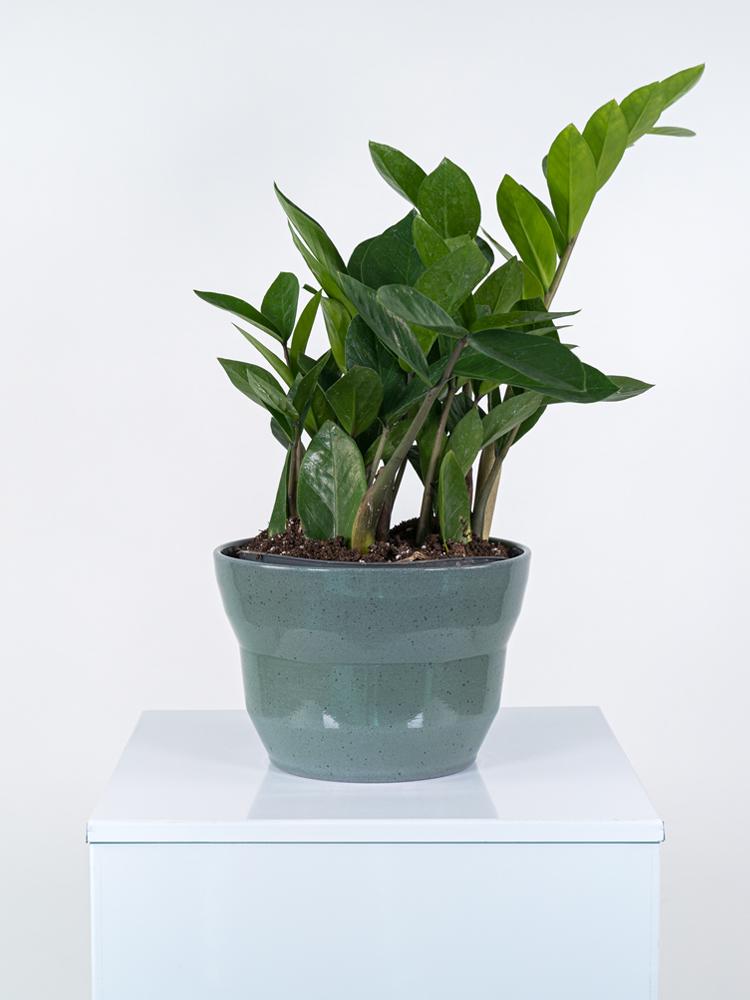 ZAMIOCULCAS PO2518 VERDE SMALTATO MICROMACCHI POT.