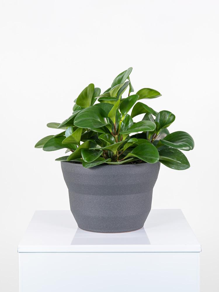 PEPEROMIA OBT. G. GATE PO2322 GRAFITE GLITTER POT.