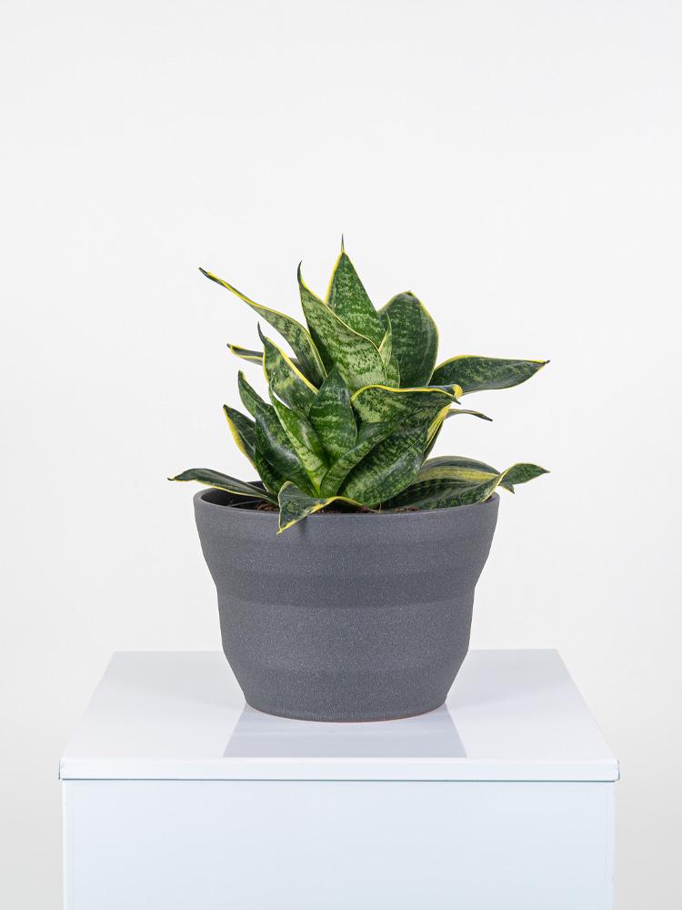 SANSEVIERIA MIX PO2322 GRAFITE GLITTER POT.