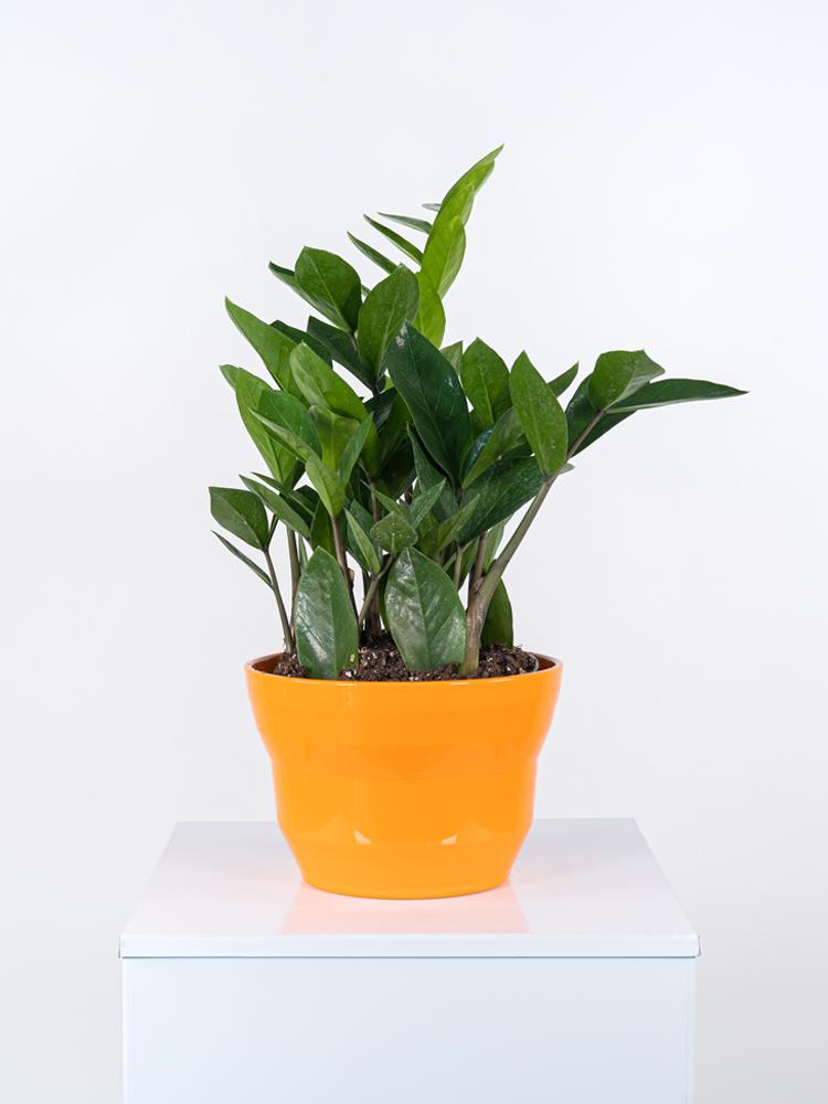 ZAMIOCULCAS PO3026 ARANCIO LUCIDO POT.