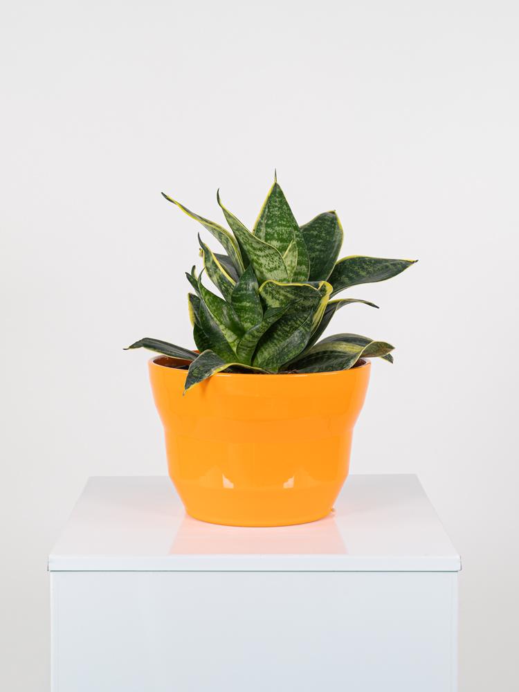 SANSEVIERIA MIX PO3026 ARANCIO LUCIDO POT.