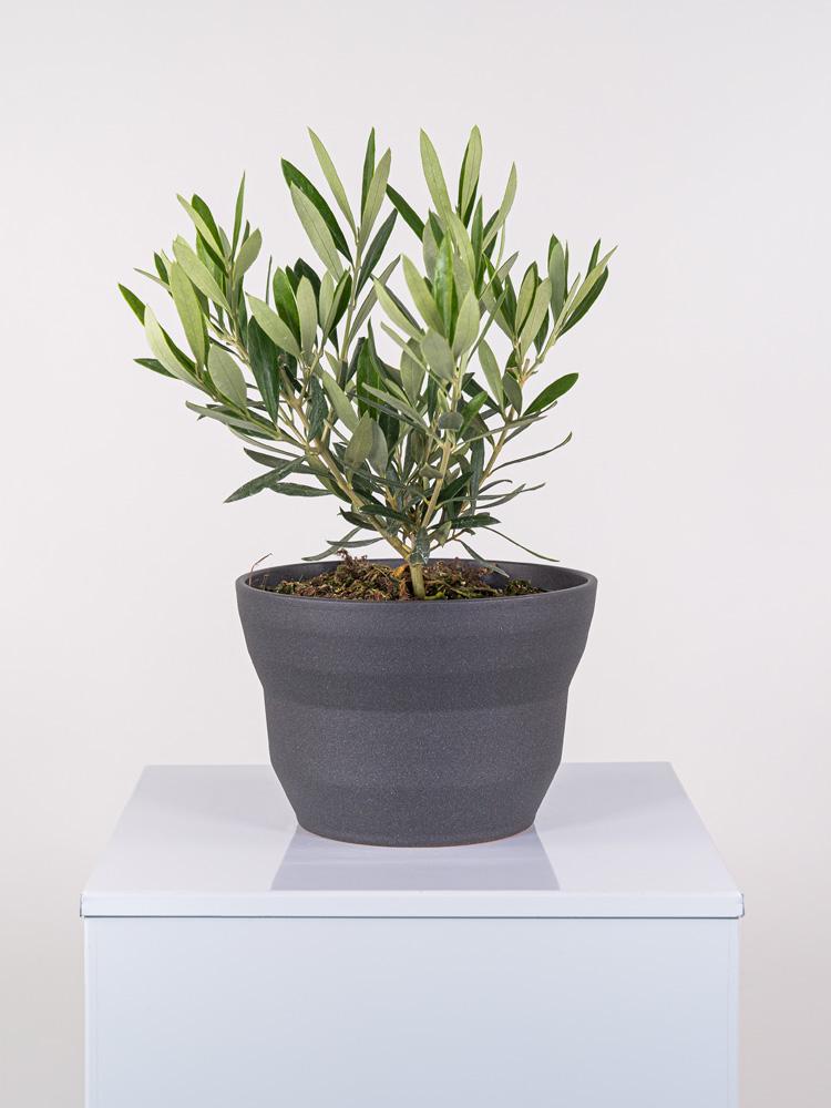 OLIVO PO2322 GRAFITE GLITTER POT.