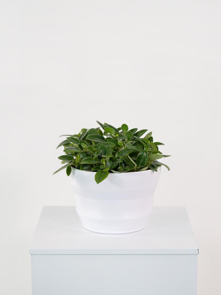PEPEROMIA PIXIE MIX PO1711 BIANCO OPACO POT.
