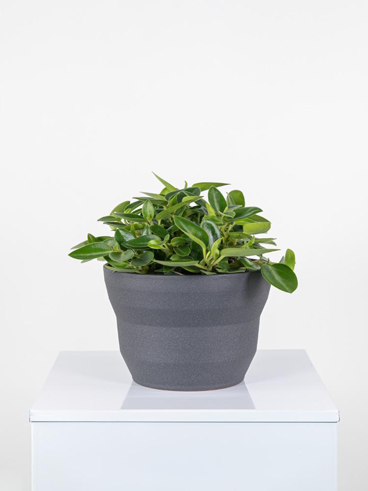 PEPEROMIA PIXIE MIX PO2322 GRAFITE GLITTER POT.
