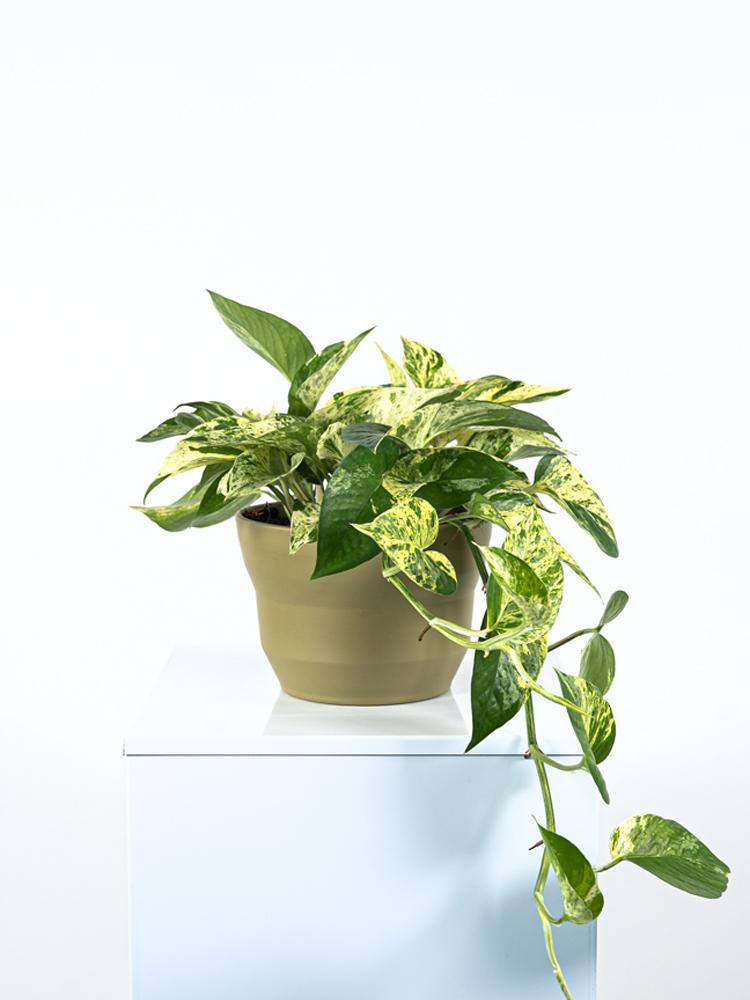 SCINDAPSUS M. QUEEN PO1508 VERDE OLIVA OPACO POT.