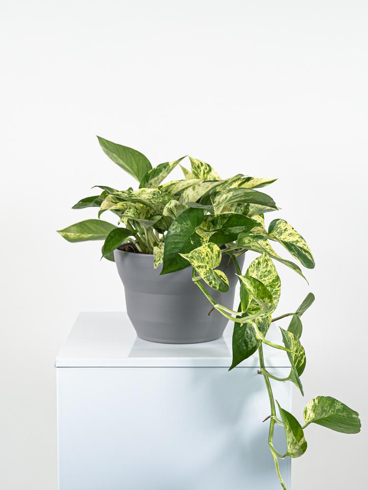 SCINDAPSUS M. QUEEN PO1609 GRIGIO BASALTO OPACO PO