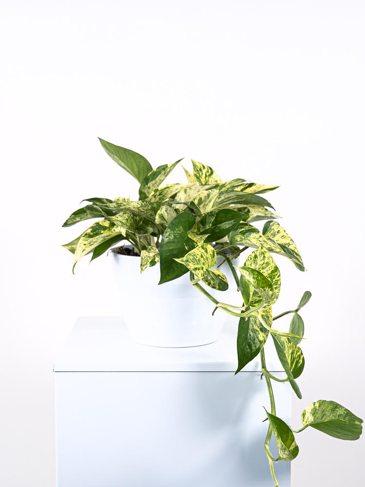SCINDAPSUS M. QUEEN PO1710 BIANCO LUCIDO POT.