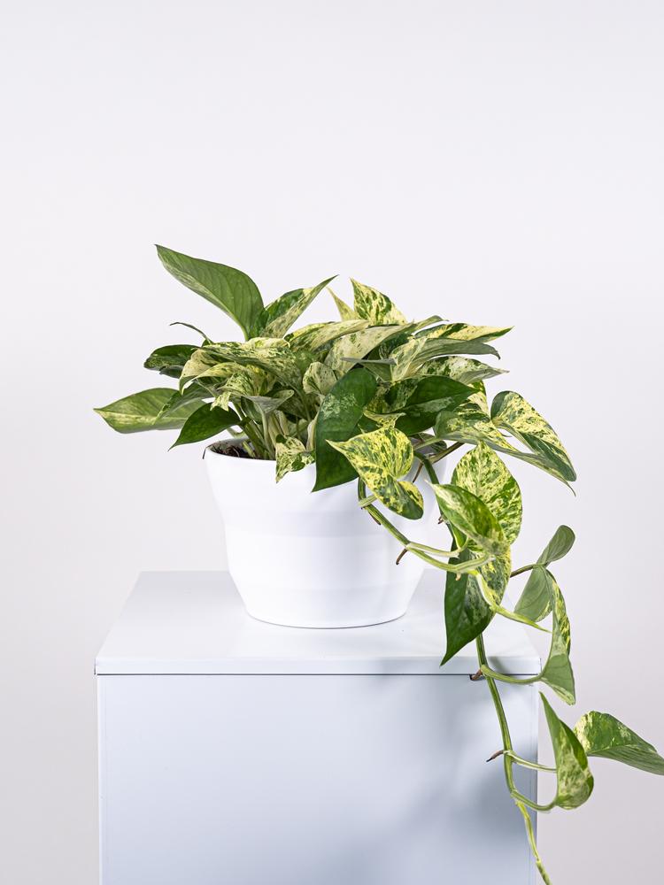 SCINDAPSUS M. QUEEN PO1711 BIANCO OPACO POT.