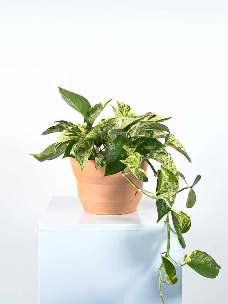 SCINDAPSUS M. QUEEN PO0615 TERRACOTTA SIENA POT.