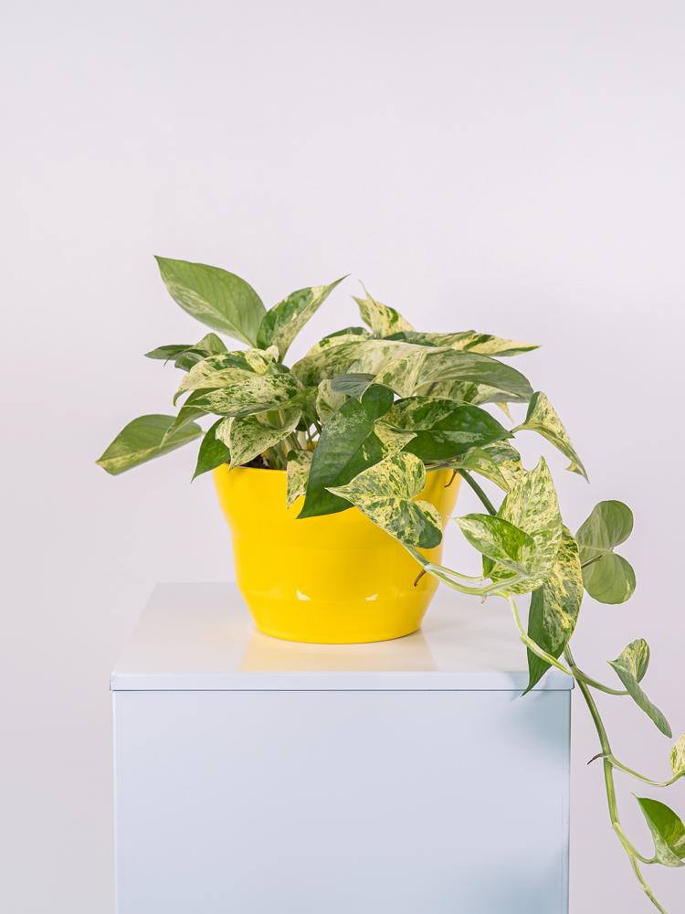 SCINDAPSUS M. QUEEN PO2117 GIALLO LUCIDO POT.