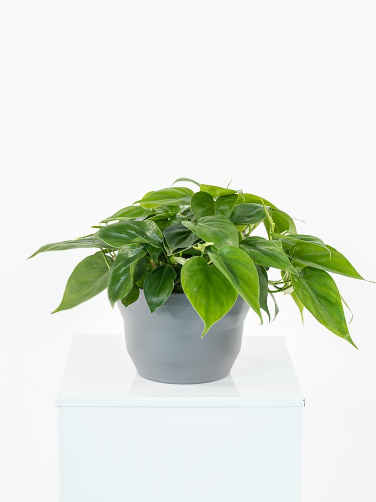 PHILODENDRON SCANDENS PO1609 GRIGIO BASALTO OPACO 