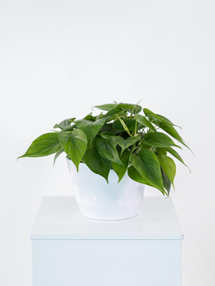 PHILODENDRON SCANDENS PO1710 BIANCO LUCIDO POT.