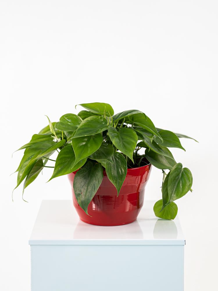 PHILODENDRON SCANDENS PO2014 ROSSO LUCIDO POT.