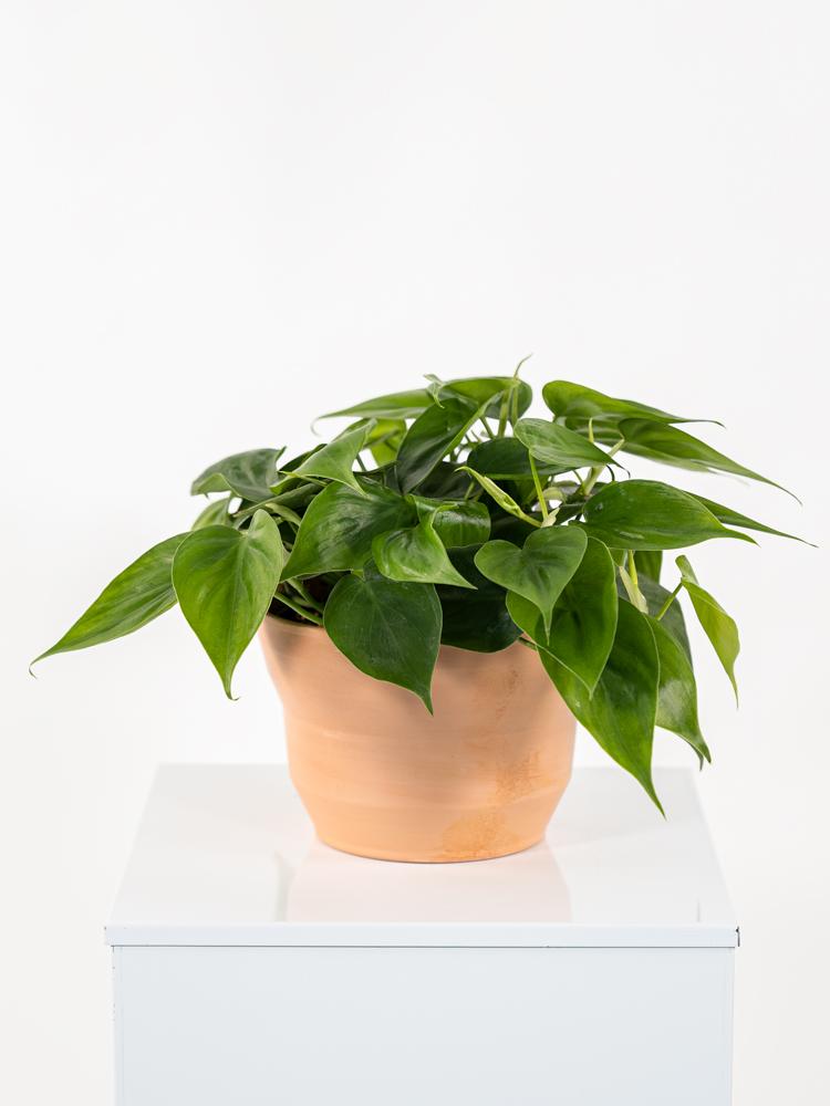 PHILODENDRON SCANDENS PO0615 TERRACOTTA SIENA POT.