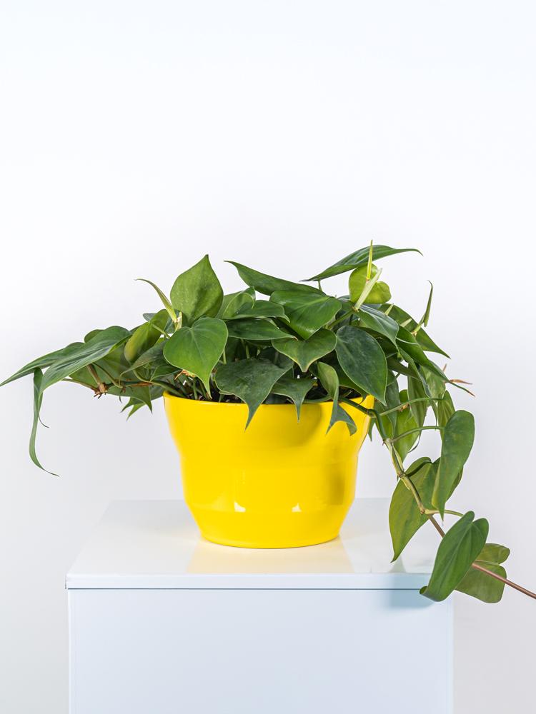 PHILODENDRON SCANDENS PO2117 GIALLO LUCIDO POT.