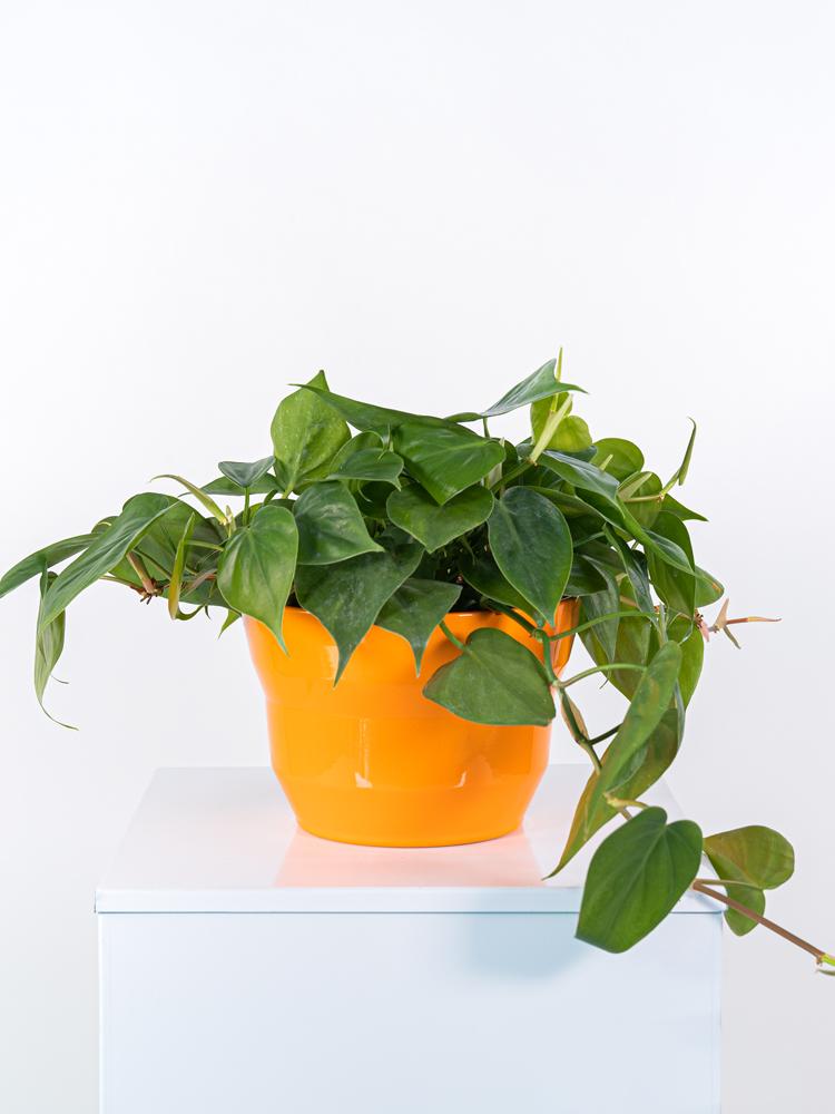 PHILODENDRON SCANDENS PO3026 ARANCIO LUCIDO POT.