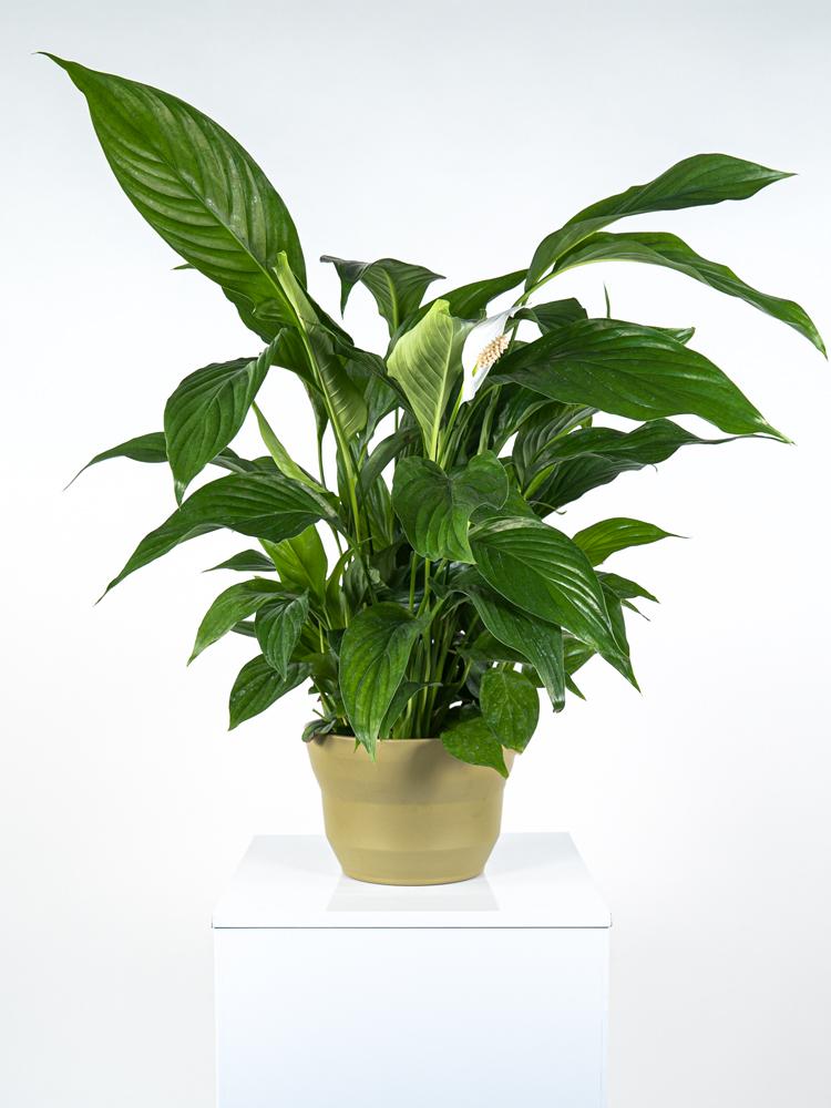 SPATIPHYLLUM PEARL PO1508 VERDE OLIVA OPACO POT.
