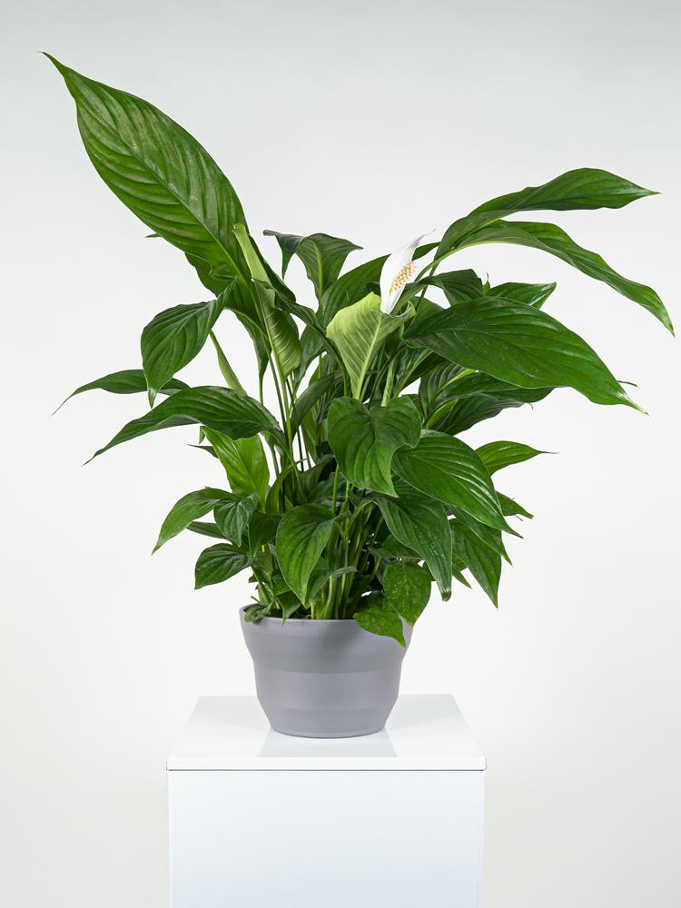 SPATIPHYLLUM PEARL PO1609 GRIGIO BASALTO OPACO POT