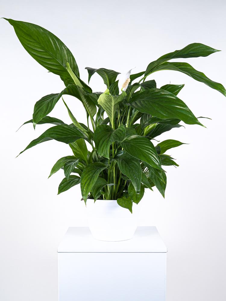 SPATIPHYLLUM PEARL PO1710 BIANCO LUCIDO POT.