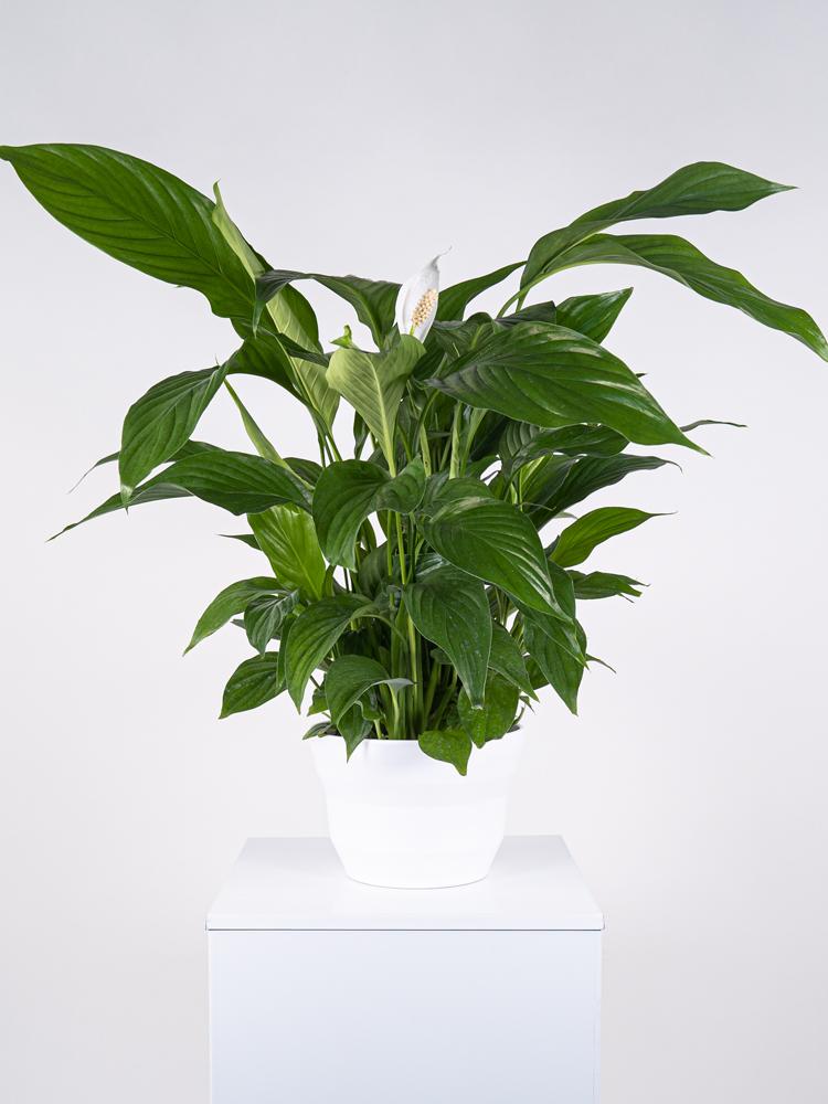 SPATIPHYLLUM PEARL PO1711 BIANCO OPACO POT.