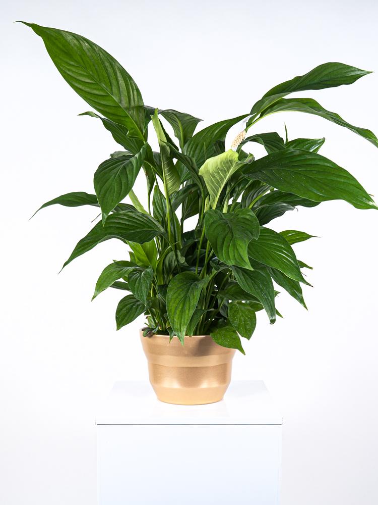 SPATIPHYLLUM PEARL PO1913 ORO PERLATO POT.
