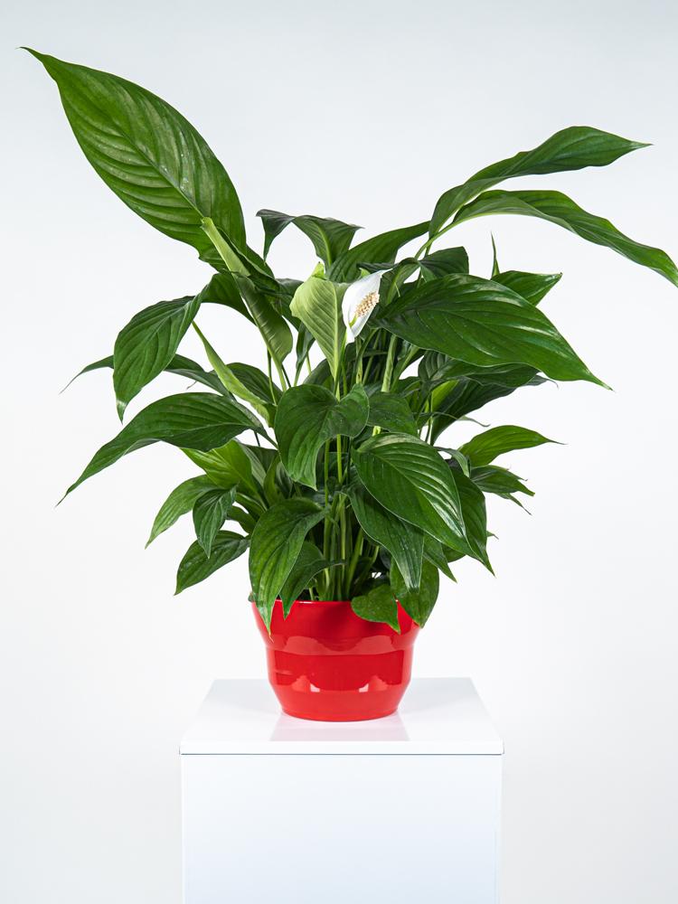 SPATIPHYLLUM PEARL PO2014 ROSSO LUCIDO POT.