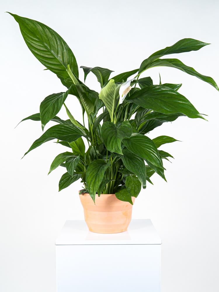 SPATIPHYLLUM PEARL PO0615 TERRACOTTA SIENA POT.