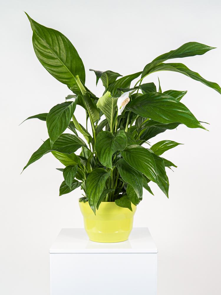 SPATIPHYLLUM PEARL PO2516 VERDE CHIARO LUCIDO POT.