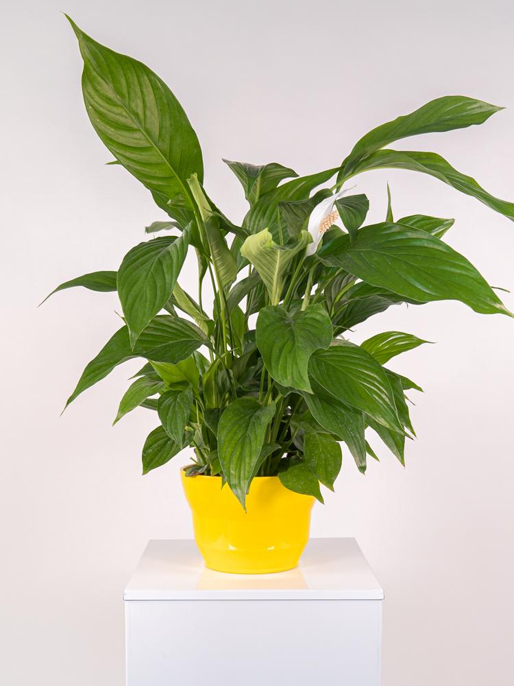 SPATIPHYLLUM PEARL PO2117 GIALLO LUCIDO POT.