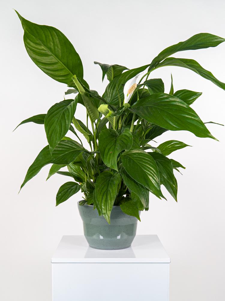 SPATIPHYLLUM PEARL PO2518 VERDE SMALTATO MICROMACC