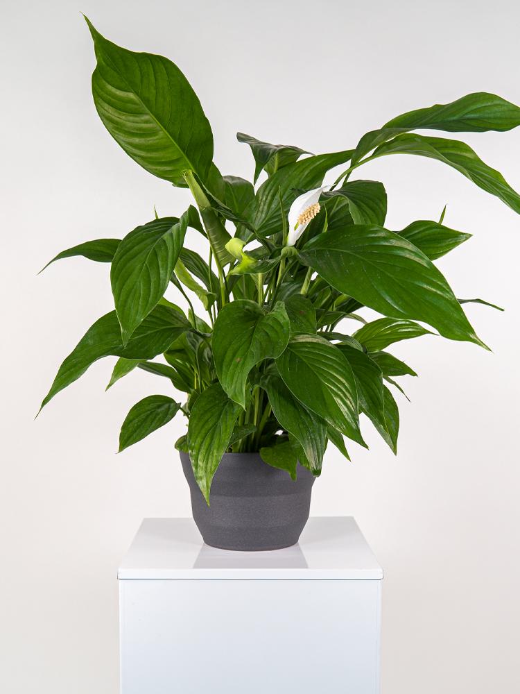 SPATIPHYLLUM PEARL PO2322 GRAFITE GLITTER POT.