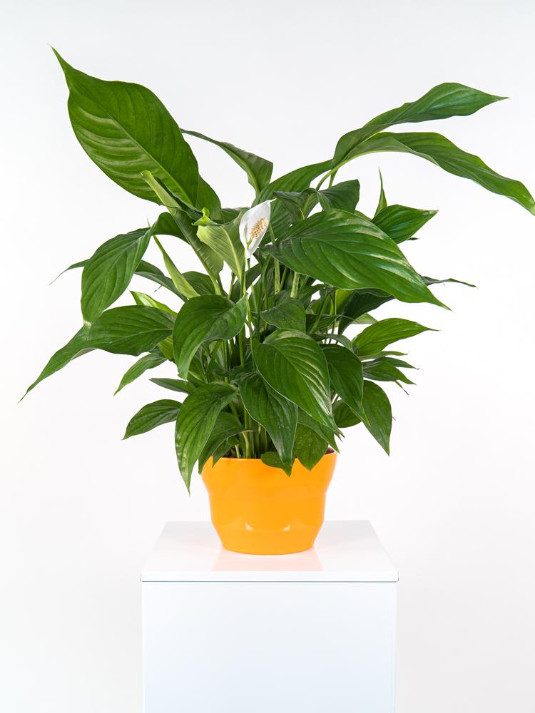 SPATIPHYLLUM PEARL PO3026 ARANCIO LUCIDO POT.