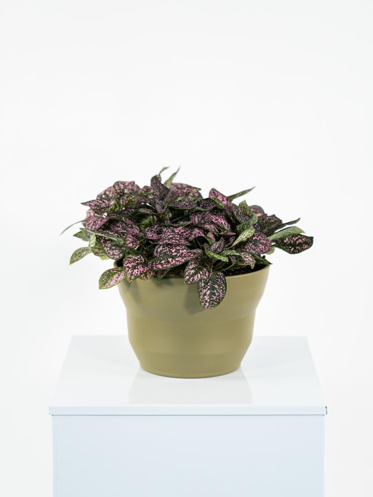 HYPOESTES MIX PO1508 VERDE OLIVA OPACO POT.