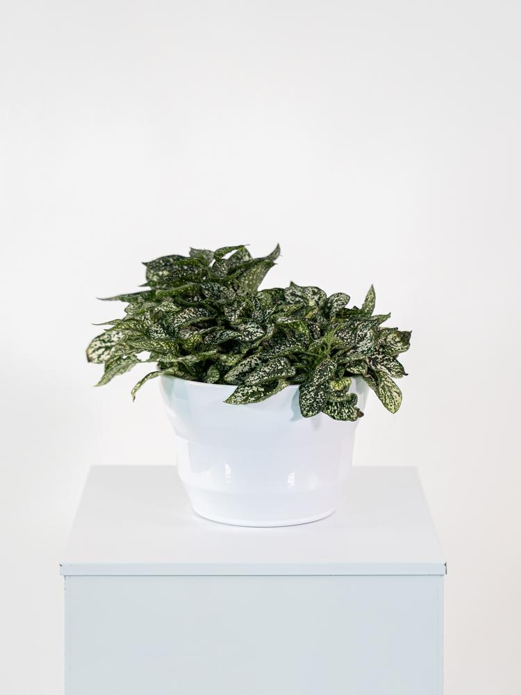 HYPOESTES MIX PO1710 BIANCO LUCIDO POT.