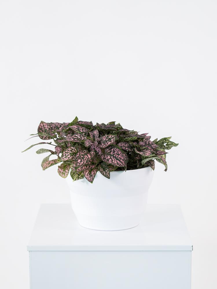 HYPOESTES MIX PO1711 BIANCO OPACO POT.