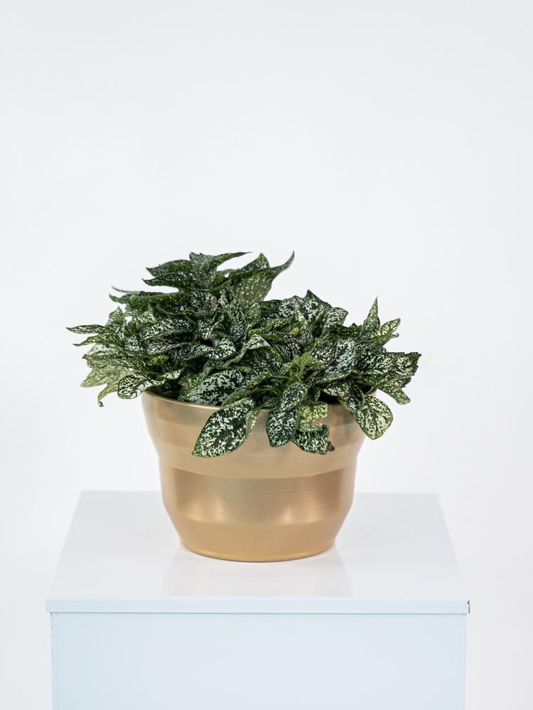 HYPOESTES MIX PO1913 ORO PERLATO POT.