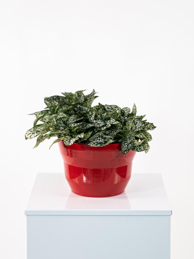 HYPOESTES MIX PO2014 ROSSO LUCIDO POT.