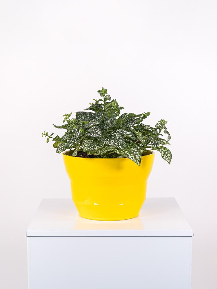 HYPOESTES MIX PO2117 GIALLO LUCIDO POT.
