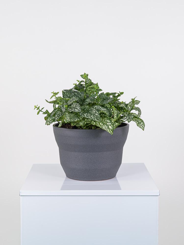 HYPOESTES MIX PO2322 GRAFITE GLITTER POT.